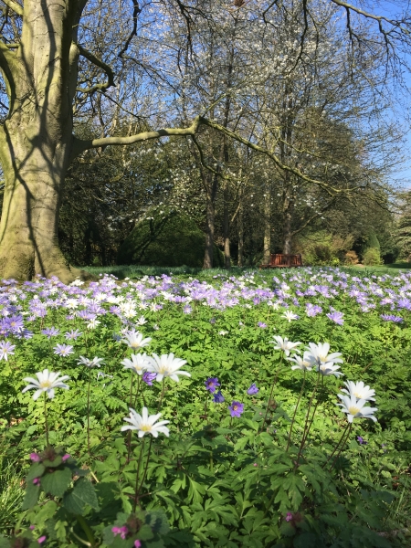 Trinity College Fellows' Garden